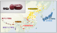 アズキの栽培化が日本で始まったことがゲノム解析で判明の画像 3/4