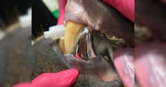 クマに「チタン合金の歯」を移植、世界最大のクラウンの画像 1/1
