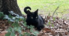 お手柄！科学者の愛猫が「新種ウイルス」の発見に貢献の画像 1/3