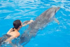 迷子クジラをイルカたちが沖へ誘導していた！異種間の助け合いか!?の画像 4/4
