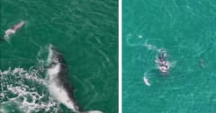 迷子クジラをイルカたちが沖へ誘導していた！異種間の助け合いか!?の画像 1/4
