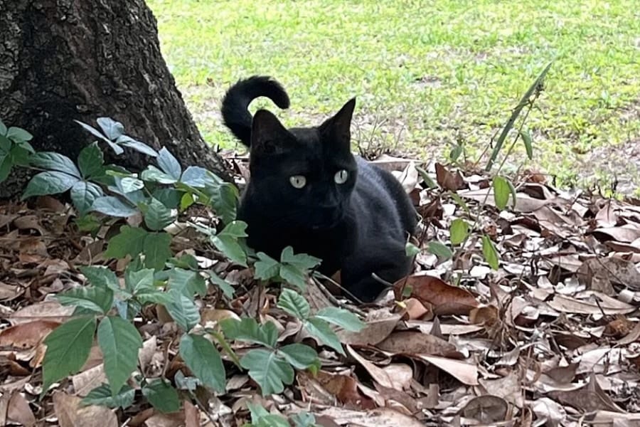 お手柄！科学者の愛猫が「新種ウイルス」の発見に貢献
