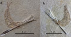 イカ食べようとして窒息死したジュラ紀の魚化石を発見の画像 1/3