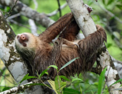ナマケモノはオナラを「するorしない」？ついにその答えが撮影されるの画像 2/2