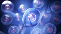 糖尿病は膵β細胞の「過労死」――なぜ細胞を増やす治療が必要なのか