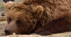 「世界一希少なクマ」がモンゴル・ゴビ砂漠でカメラに捉えられるの画像 1/2