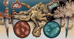 タコは「微生物」を触ることで「安全物 or 危険物」を見分けていたの画像 1/3