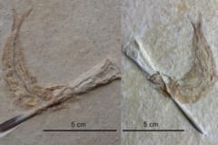 イカ食べようとして窒息死したジュラ紀の魚化石を発見の画像 3/3