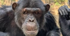 チンパンジーの間で「耳やお尻の穴に草を挿す」ファッショントレンドが巻き起こるの画像 1/5