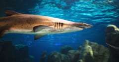 水族館のサメが突然「人間の腕」を吐き出した恐怖の事件とは？の画像 1/4