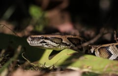 獲物の「骨を消化」する新細胞をニシキヘビで発見の画像 3/3
