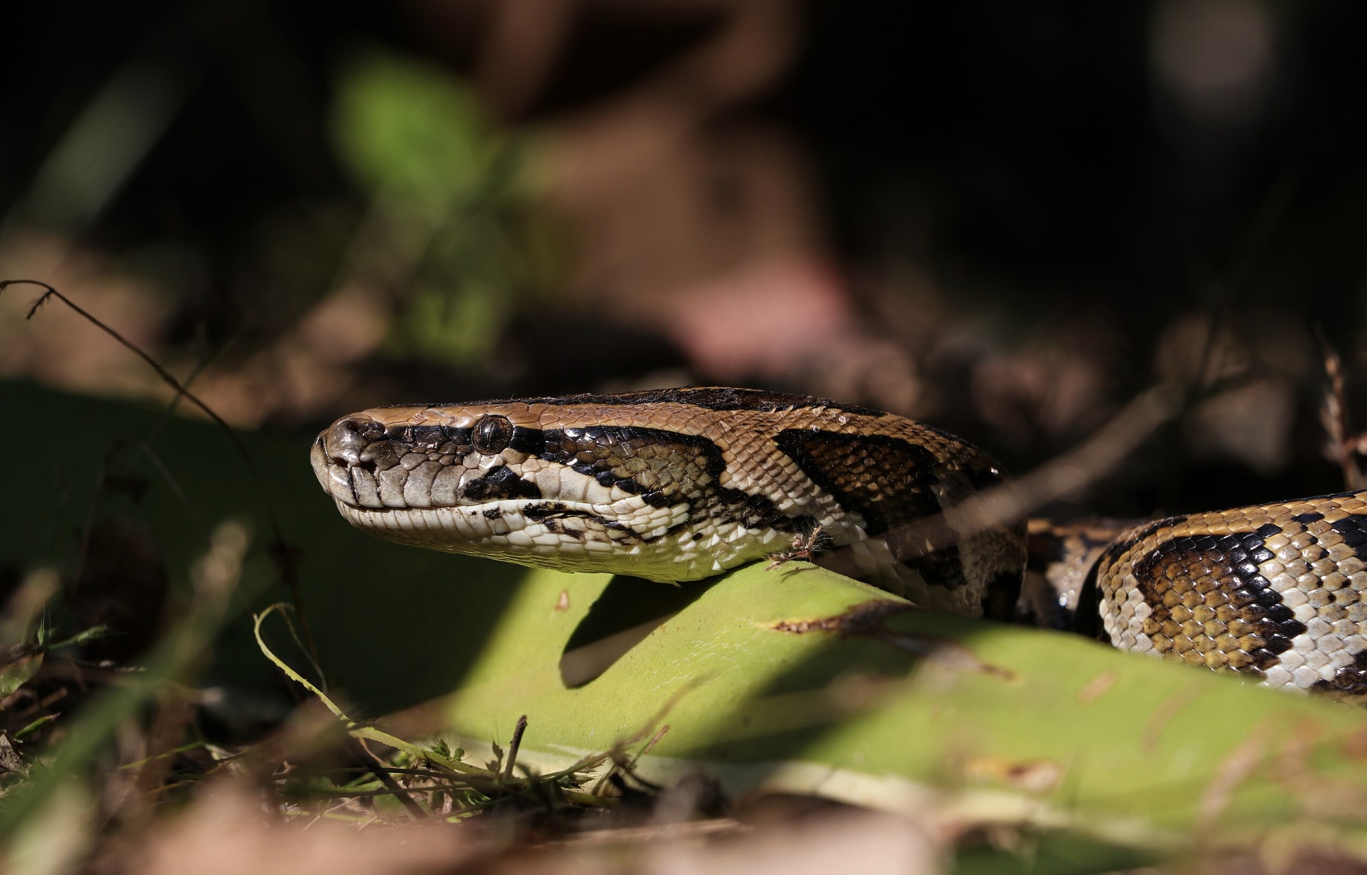 獲物の「骨を消化」する新細胞をニシキヘビで発見の画像 3/3