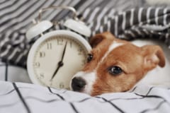 【時間か質か】豪ACTは「飼い主は愛犬と1日3時間過ごす義務」の草案を発表の画像 2/3