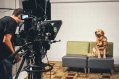 ”ある犬の動画”を5分見るだけでストレスが軽減するの画像 3/3