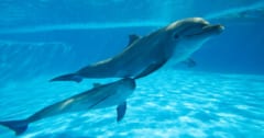 イルカの”音で視る”感覚は人間にとってどんな感覚に近いのか？の画像 1/4