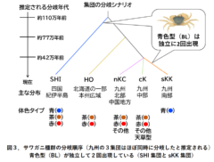 100万年を超えるサワガニの進化史