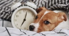 【時間か質か】豪ACTは「飼い主は愛犬と1日3時間過ごす義務」の草案を発表の画像 1/3