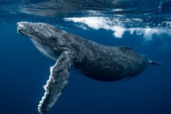迷子クジラをイルカたちが沖へ誘導していた！異種間の助け合いか!?の画像 3/4