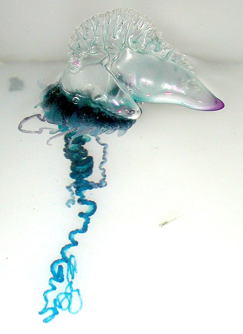 1種類だと思われていた「電気クラゲ」は”まさかの4種”存在していたの画像 2/4
