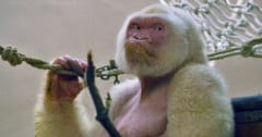世界で唯一のアルビノゴリラ「コピート」の生涯の画像 1/4