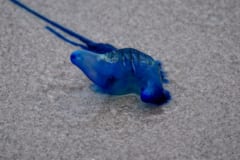 1種類だと思われていた「電気クラゲ」は”まさかの4種”存在していたの画像 3/4