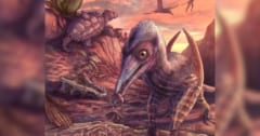 北米最古の翼竜を新発見、命名「灰の翼をもつ夜明けの女神」の画像 1/3