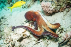 タコは「微生物」を触ることで「安全物 or 危険物」を見分けていたの画像 3/3