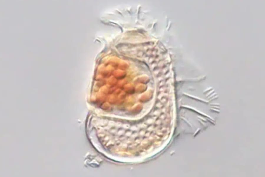 生命と非生命の境界線をまたぐ謎の古細菌を発見