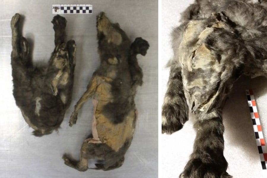 【閲覧注意】永久凍土のミイラは「最古の飼い犬」ではなく「1万4000年前の絶滅オオカミ」だったの画像 2/4