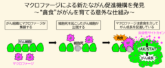がん細胞は「死んだ仲間」が免疫細胞に食べられると増殖する