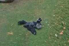 こっそり雨降りを楽しむキュートなゴリラの映像が話題にの画像 2/2