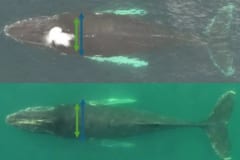 クジラは「大食い・断食・移動」で体脂肪が36％も変動するの画像 3/4