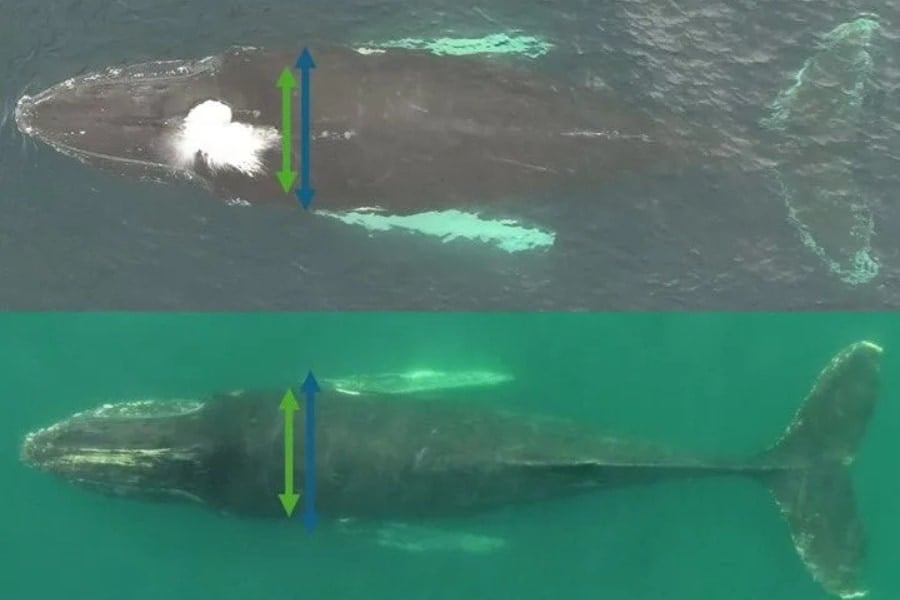 クジラは「大食い・断食・移動」で体脂肪が36%も変動するの画像 3/4
