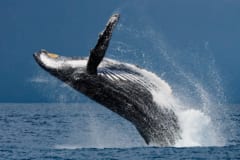 クジラは「大食い・断食・移動」で体脂肪が36％も変動するの画像 2/4
