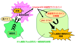 免疫細胞が『掃除屋』から『がんの味方』へ
