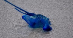 1種類だと思われていた「電気クラゲ」は”まさかの4種”存在していたの画像 1/4