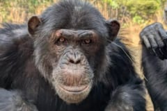 チンパンジーの間で「耳やお尻の穴に草を挿す」ファッショントレンドが巻き起こるの画像 2/5