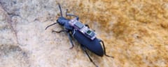 サイボーグビートル「ZoBorg」が災害現場の救世主になるの画像 2/3