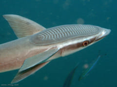 コバンザメの頭から着想を得た「胃液に流されない薬物送達デバイス」を開発の画像 2/6