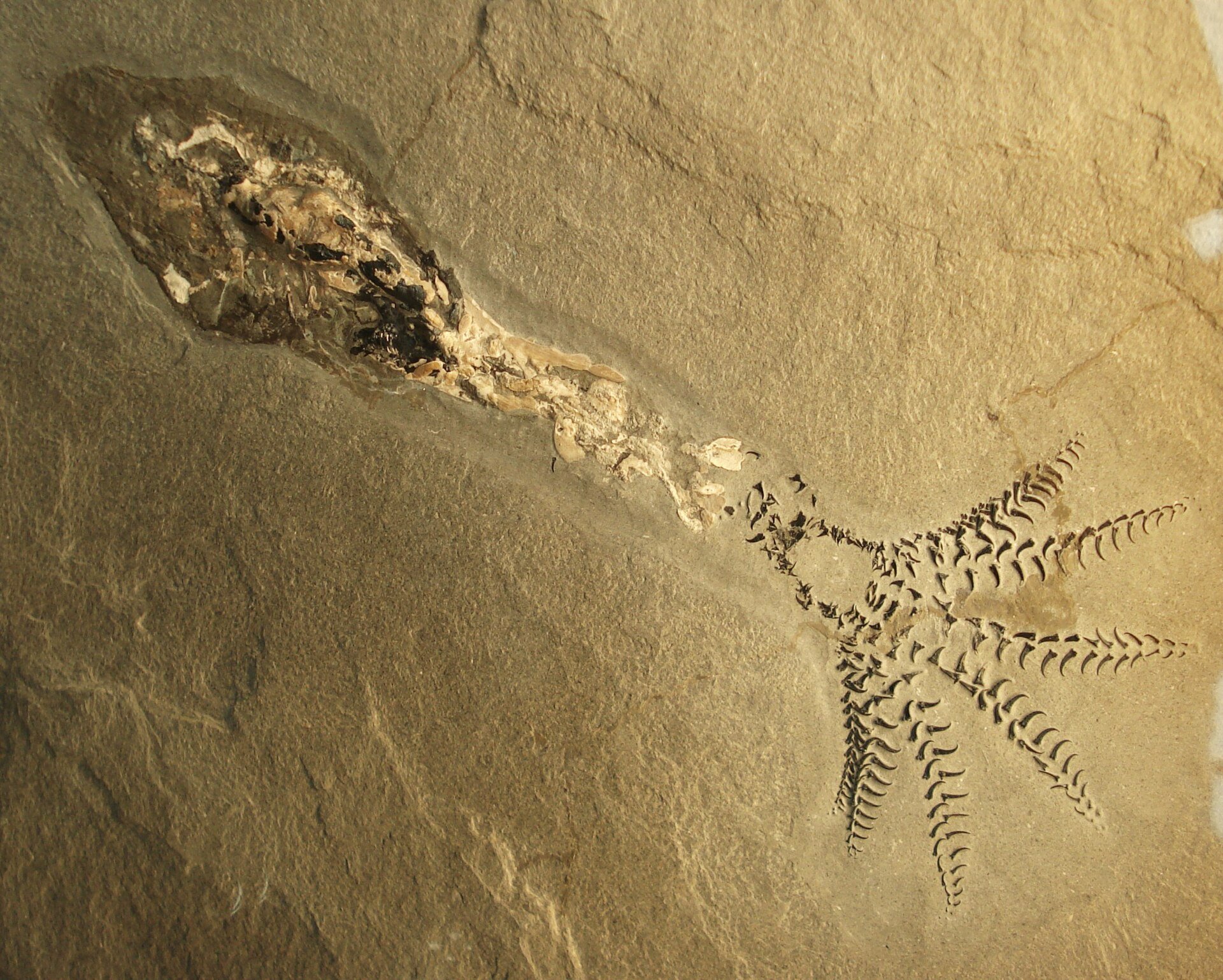イカ食べようとして窒息死したジュラ紀の魚化石を発見の画像 2/3