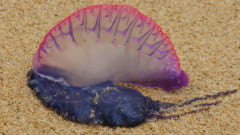 1種類だと思われていた「電気クラゲ」は”まさかの4種”存在していたの画像 4/4