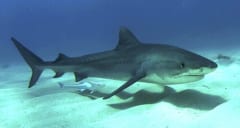 水族館のサメが突然「人間の腕」を吐き出した恐怖の事件とは？の画像 4/4