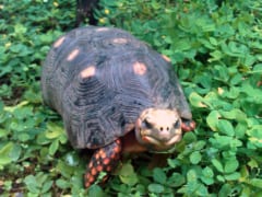 「爬虫類は何を考えているの？」カメの“気分”を測った世界初の実験の画像 2/5