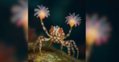 ボクサー蟹がイソギンチャクグローブを「クローン再生」させる瞬間、初撮影に成功！の画像 1/1