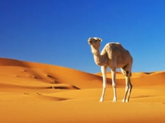ラクダ乳を飲むと「ハウスダストによる喘息」が改善する⁈の画像 4/4