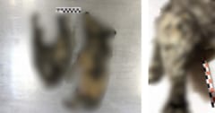 【閲覧注意】永久凍土のミイラは「最古の飼い犬」ではなく「1万4000年前の絶滅オオカミ」だったの画像 1/4
