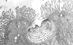 獲物の「骨を消化」する新細胞をニシキヘビで発見の画像 2/3