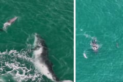 迷子クジラをイルカたちが沖へ誘導していた！異種間の助け合いか!?の画像 2/4