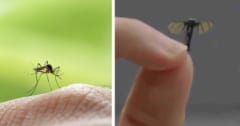 中国で「蚊サイズ」のドローンが開発される！スパイ活動で利用かの画像 1/4