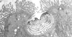 獲物の「骨を消化」する新細胞をニシキヘビで発見の画像 1/3
